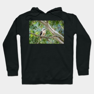 Kookaburra - In The Old Gum Tree Hoodie